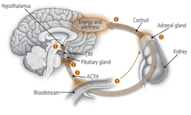 Understanding the hypothalamic pituitary adrenal (HPA axis)