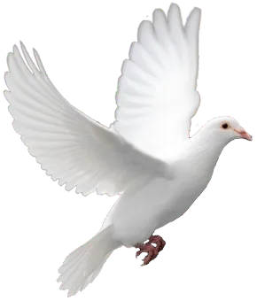 white dove in flight