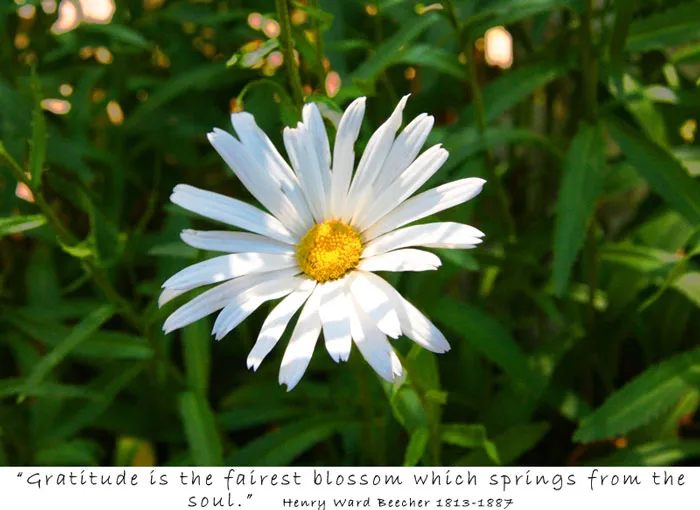 Gratitude is the fairest blossom