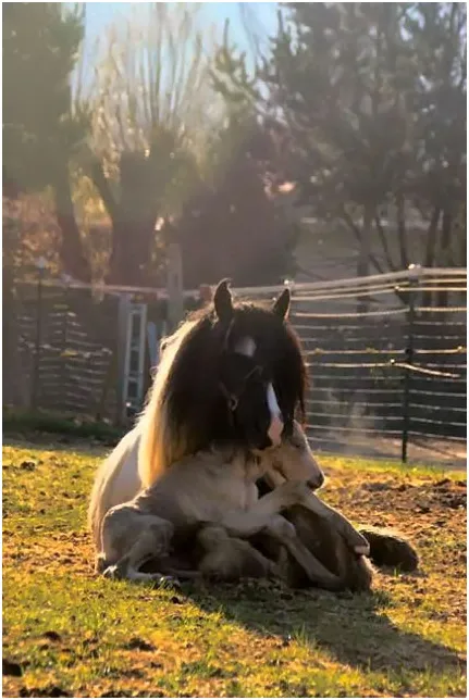 Baby horse cuddles up in mom's lap