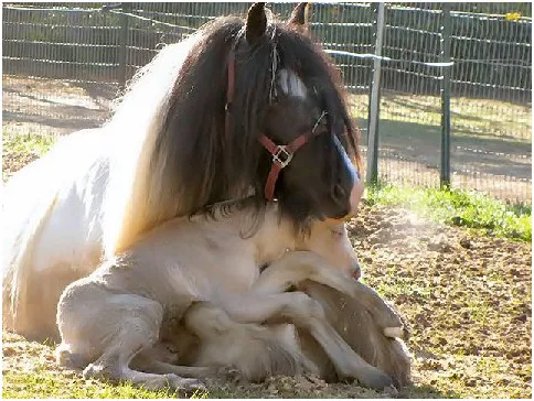 Baby horse cuddles up in mom's lap