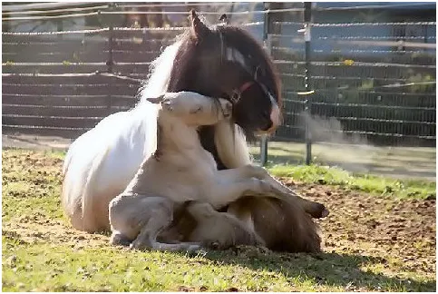 Baby horse cuddles up in mom's lap