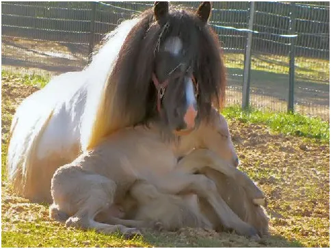 newborn foal climbing into the lap of his mother