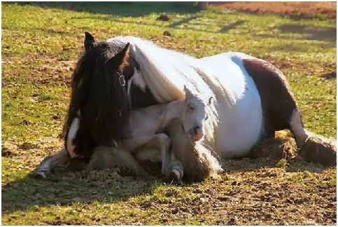 Baby horse cuddles up in mom's lap