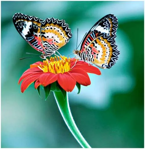 butterfly love