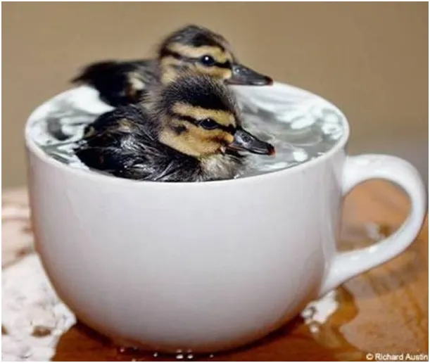 ducklings in cup