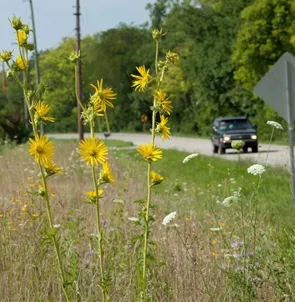 flowers roadside