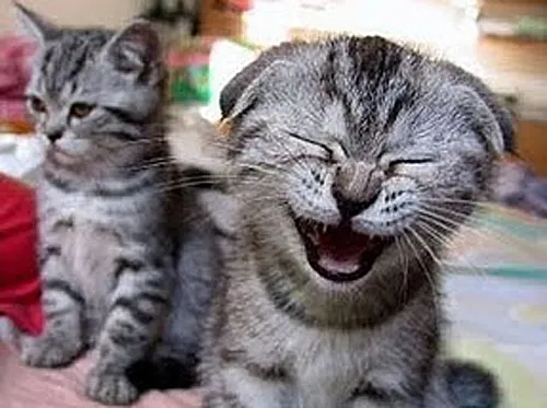 laughing cat
