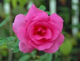 Pink Rose