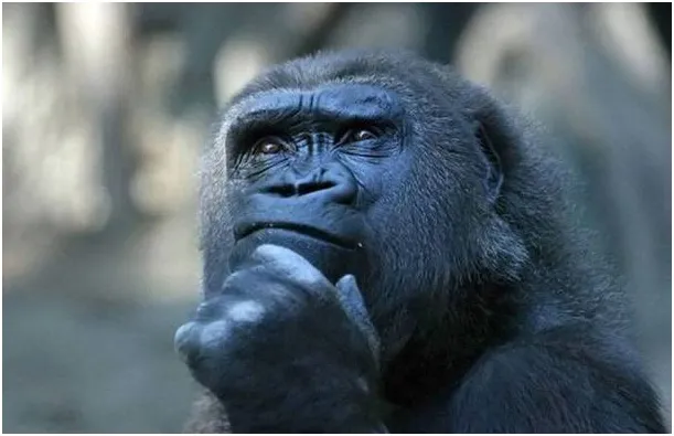 think ape - It's just one of those Animalriffic days