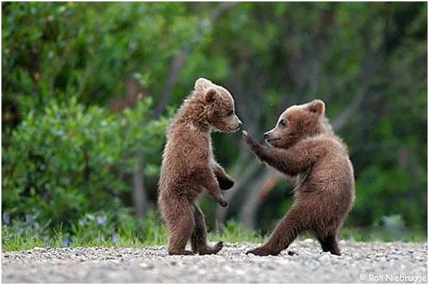 two bears fighting