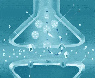 How SSRI antidepressants work