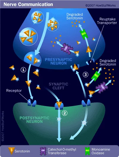 synaptic - nerve communication