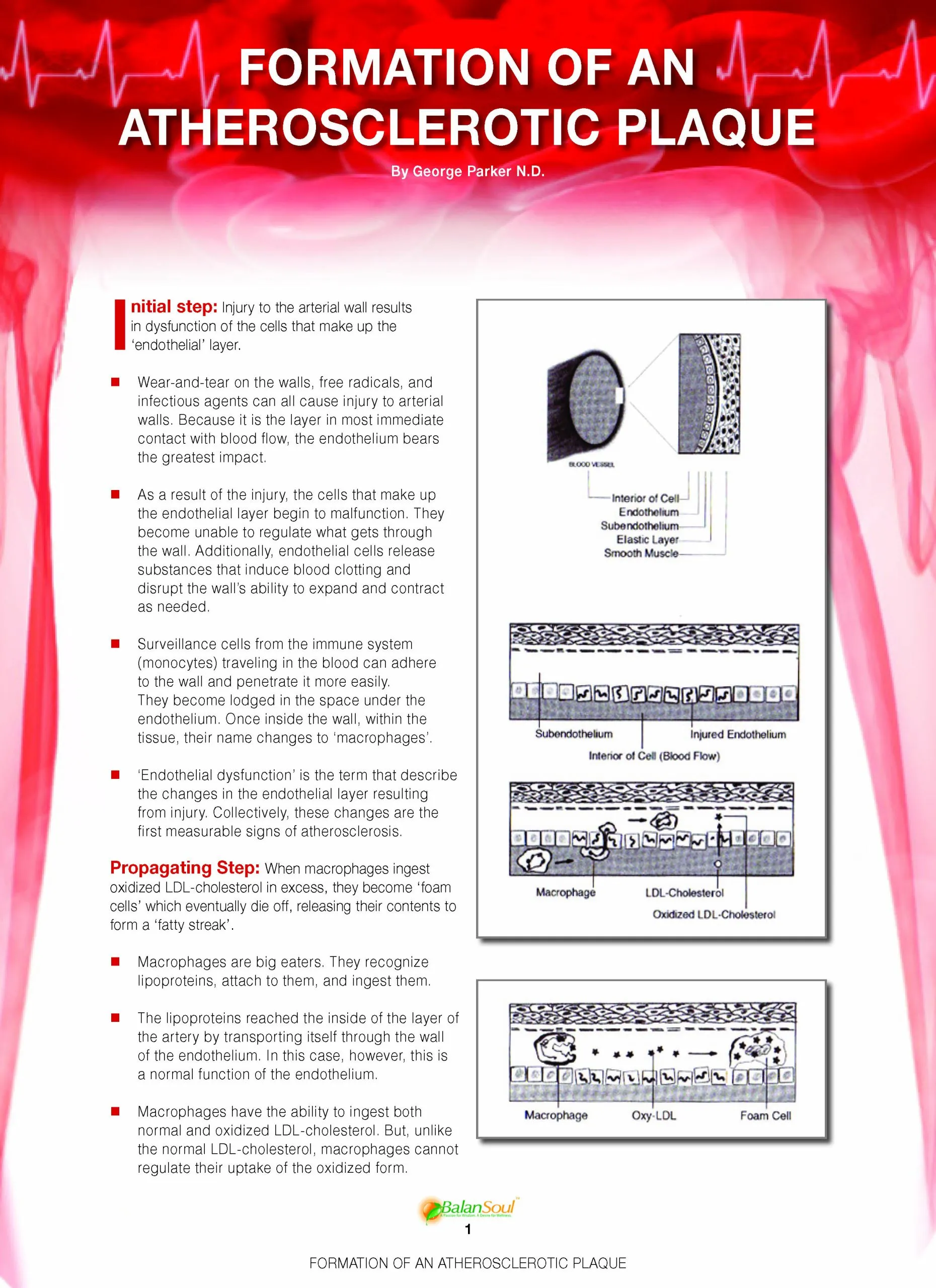 structure and function of blood vessels